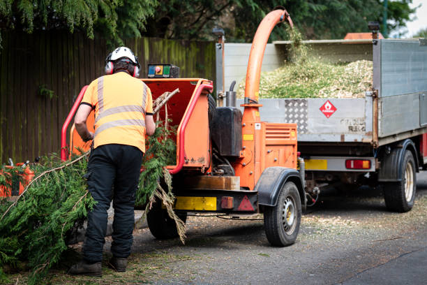 White Bear Lake, MN Tree Care Services Company