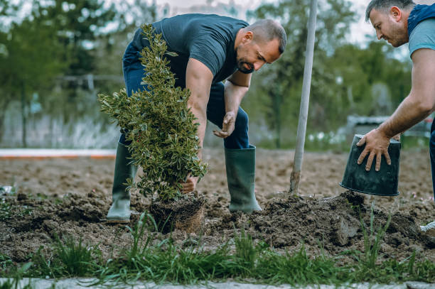 Lawn Pest Prevention in White Bear Lake, MN