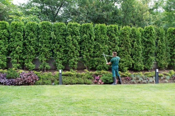 Best Tree Maintenance Programs  in White Bear Lake, MN