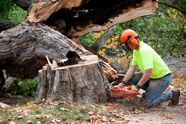 Best Tree Preservation Services  in White Bear Lake, MN