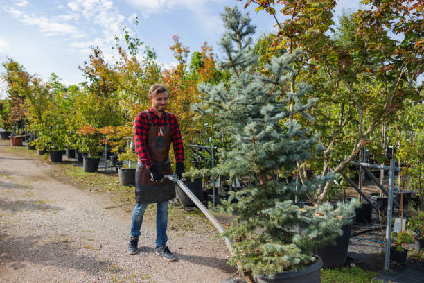 Best Lot and Land Clearing  in White Bear Lake, MN